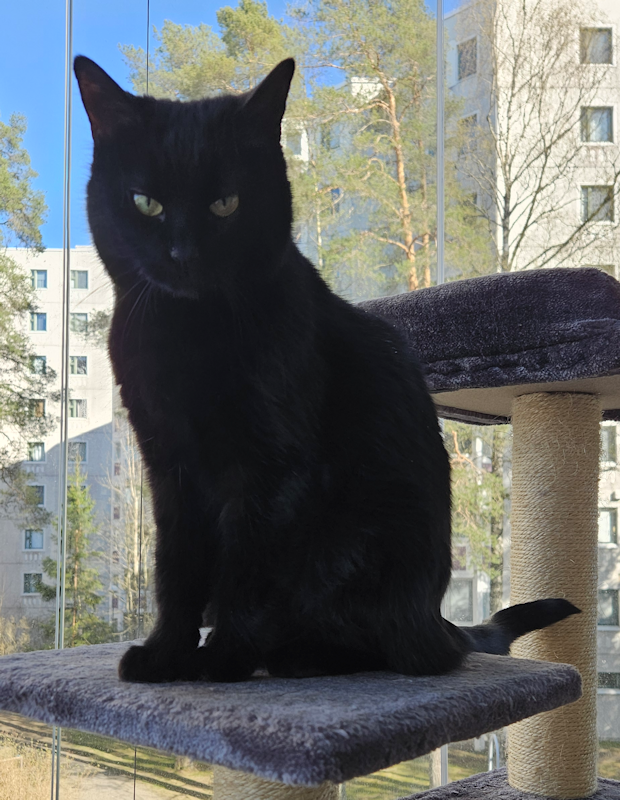 Photo: black cat