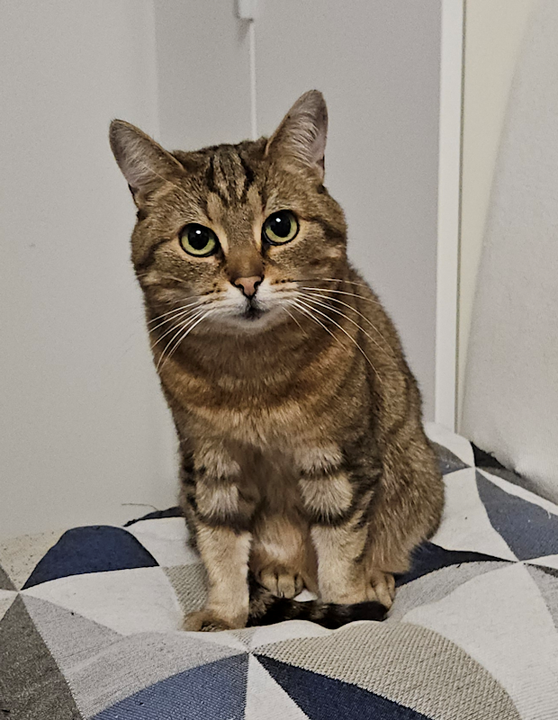 Photo: brown cat